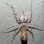 Hersilia sericea
